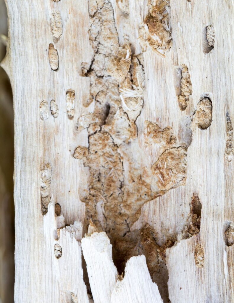 Termite Damage Repair in Encinitas