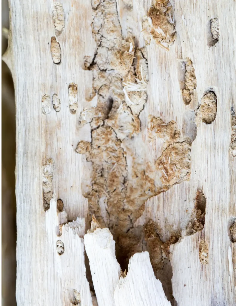 Rancho Bernardo Termite Damage Repair